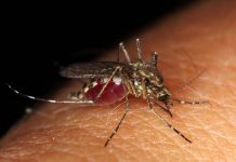 El virus del Nilo Occidental y sus peligros
