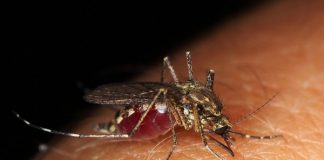 El virus del Nilo Occidental y sus peligros
