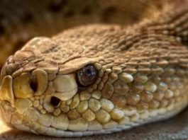 Identifican en veneno de serpiente sustancia que impide reproducción del COVID-19