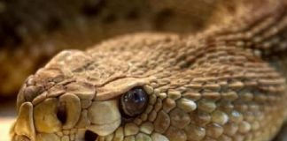 Identifican en veneno de serpiente sustancia que impide reproducción del COVID-19