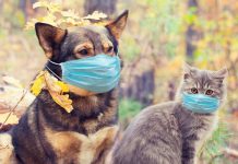 Gatitos y perritos no contagian de COVID-19 a humanos, apunta la UNAM