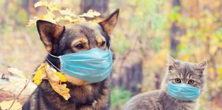 Gatitos y perritos no contagian de COVID-19 a humanos, apunta la UNAM