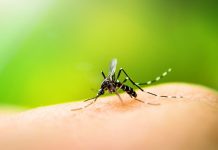 Es posible enfermar de COVID y dengue al mismo tiempo