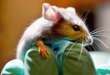 Mutación genética en ratones es capaz de bloquear el VIH y el ébola