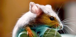 Mutación genética en ratones es capaz de bloquear el VIH y el ébola