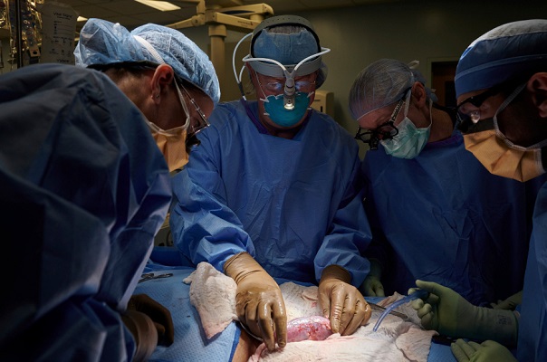 Primera vez en EE.UU., trasplantan con riñón de cerdo a cuerpo humano