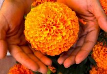 La flor de cempasúchil podría combatir el cáncer de colon
