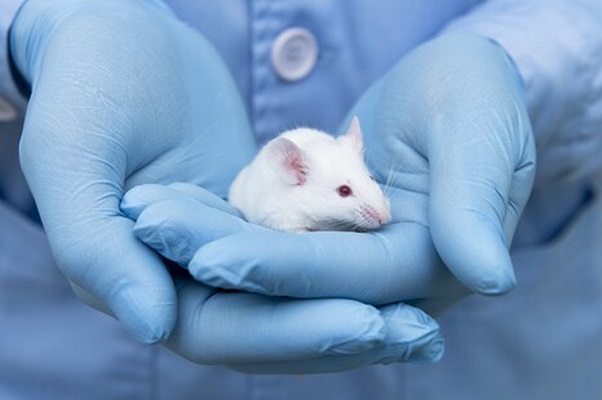 Ratones con parálisis vuelven a caminar con nuevo medicamento