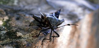 Comer insectos aporta gran valor nutricional, afirman investigadores