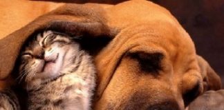 Los riesgos de dormir con mascotas, según expertos