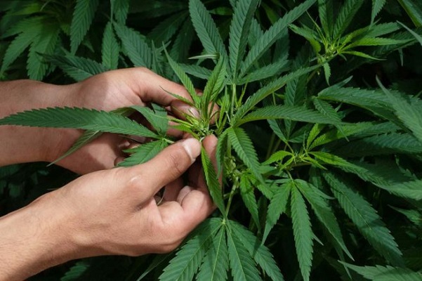 Investigadores señalan efectividad de mariguana para tratar Covid