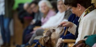 Tener una mascota mantiene la salud cerebral en adultos mayores